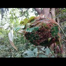 Uns beeindruckt, wie es den Ameisen gelingt, Zweige und Blätter zu ihrem Nest zu biegen